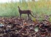 The serval (Leptailurus serval), a medium-sized wild cat native to Africa. Image credit: Florida Atlantic University.