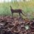 The serval (Leptailurus serval), a medium-sized wild cat native to Africa. Image credit: Florida Atlantic University.