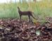The serval (Leptailurus serval), a medium-sized wild cat native to Africa. Image credit: Florida Atlantic University.