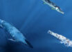 Reconstruction of a mosasaur and large fish preying on an injured Enchoteuthis, representing potential candidates for the bite marks on the octopod. Image credit: Kaitlin Lindblad.