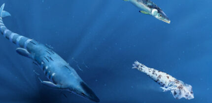 Reconstruction of a mosasaur and large fish preying on an injured Enchoteuthis, representing potential candidates for the bite marks on the octopod. Image credit: Kaitlin Lindblad.