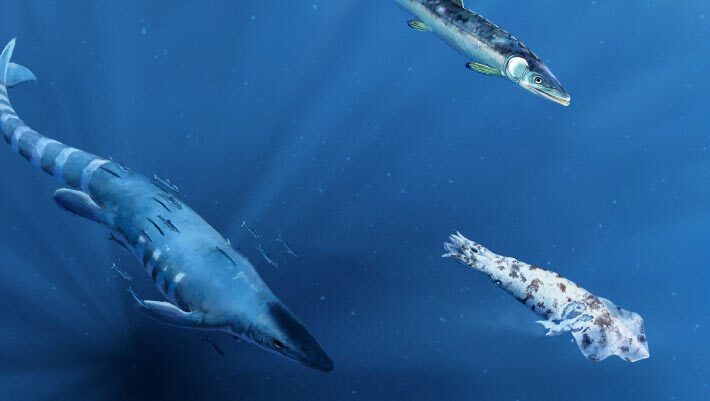 Reconstruction of a mosasaur and large fish preying on an injured Enchoteuthis, representing potential candidates for the bite marks on the octopod. Image credit: Kaitlin Lindblad.