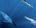 Reconstruction of a mosasaur and large fish preying on an injured Enchoteuthis, representing potential candidates for the bite marks on the octopod. Image credit: Kaitlin Lindblad.