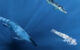 Reconstruction of a mosasaur and large fish preying on an injured Enchoteuthis, representing potential candidates for the bite marks on the octopod. Image credit: Kaitlin Lindblad.