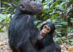 Eastern chimpanzees (Pan troglodytes schweinfurthii), a mother with a young, at Gombe Stream National Park, Tanzania. Image credit: Ikiwaner.