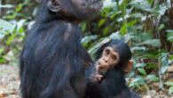 Eastern chimpanzees (Pan troglodytes schweinfurthii), a mother with a young, at Gombe Stream National Park, Tanzania. Image credit: Ikiwaner.