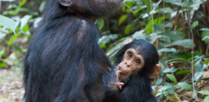 Eastern chimpanzees (Pan troglodytes schweinfurthii), a mother with a young, at Gombe Stream National Park, Tanzania. Image credit: Ikiwaner.