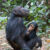 Eastern chimpanzees (Pan troglodytes schweinfurthii), a mother with a young, at Gombe Stream National Park, Tanzania. Image credit: Ikiwaner.