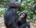 Eastern chimpanzees (Pan troglodytes schweinfurthii), a mother with a young, at Gombe Stream National Park, Tanzania. Image credit: Ikiwaner.