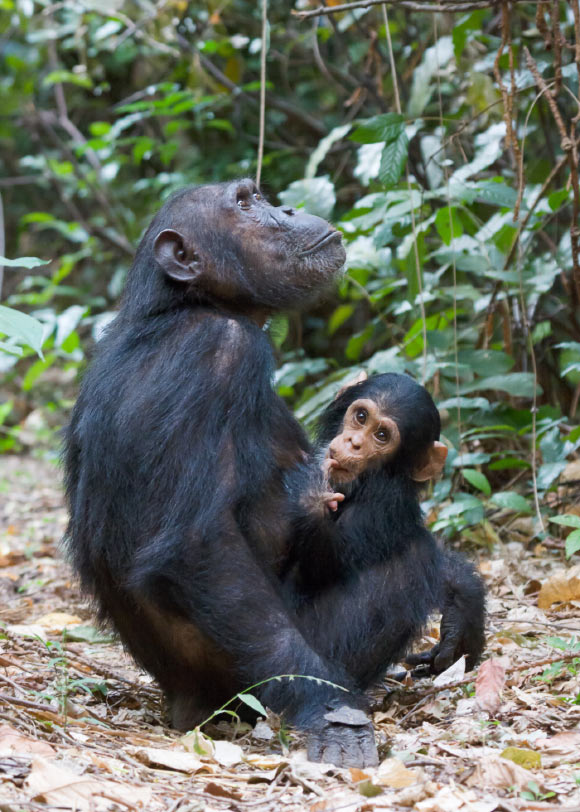 Eastern chimpanzees (Pan troglodytes schweinfurthii), a mother with a young, at Gombe Stream National Park, Tanzania. Image credit: Ikiwaner.