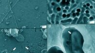 SEM images of LCAP films incubated undisturbed for more than a year in pristine forest soil. The arrow in panel (d) points at an object inside of such a cavity that might represent a (damaged) microbial cell; however, these were found very rarely; empty cavities were more representative (a-c). Image credit: Lerner et al., doi: 10.1093/ismejo/wrag203.