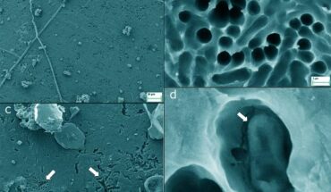 SEM images of LCAP films incubated undisturbed for more than a year in pristine forest soil. The arrow in panel (d) points at an object inside of such a cavity that might represent a (damaged) microbial cell; however, these were found very rarely; empty cavities were more representative (a-c). Image credit: Lerner et al., doi: 10.1093/ismejo/wrag203.