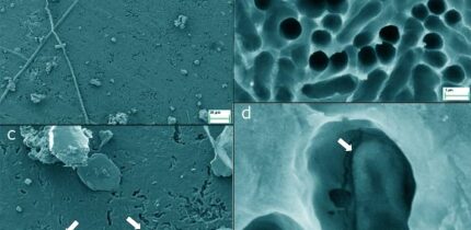 SEM images of LCAP films incubated undisturbed for more than a year in pristine forest soil. The arrow in panel (d) points at an object inside of such a cavity that might represent a (damaged) microbial cell; however, these were found very rarely; empty cavities were more representative (a-c). Image credit: Lerner et al., doi: 10.1093/ismejo/wrag203.