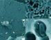 SEM images of LCAP films incubated undisturbed for more than a year in pristine forest soil. The arrow in panel (d) points at an object inside of such a cavity that might represent a (damaged) microbial cell; however, these were found very rarely; empty cavities were more representative (a-c). Image credit: Lerner et al., doi: 10.1093/ismejo/wrag203.