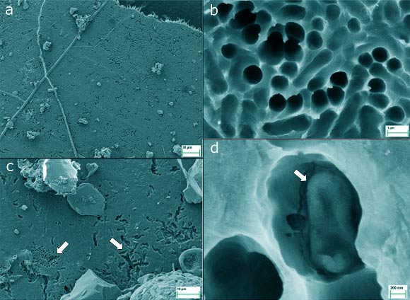 SEM images of LCAP films incubated undisturbed for more than a year in pristine forest soil. The arrow in panel (d) points at an object inside of such a cavity that might represent a (damaged) microbial cell; however, these were found very rarely; empty cavities were more representative (a-c). Image credit: Lerner et al., doi: 10.1093/ismejo/wrag203.