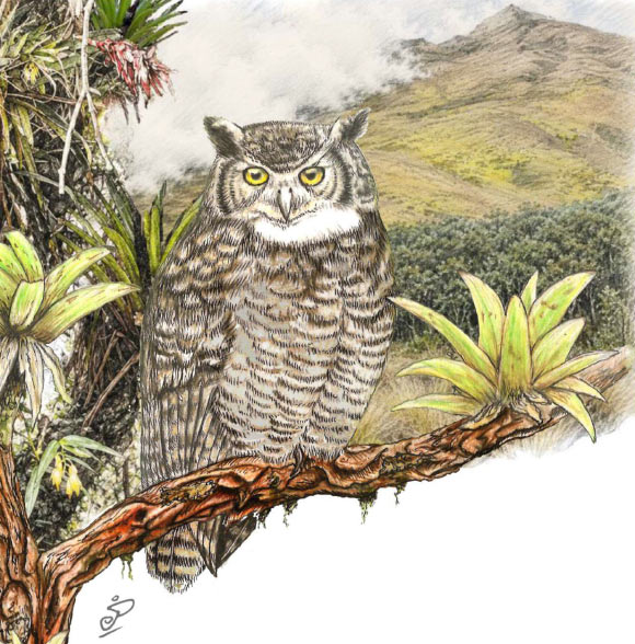 The Jalca horned owl (Bubo jalca). Image credit: López-Lanús et al.