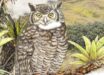 The Jalca horned owl (Bubo jalca). Image credit: López-Lanús et al.