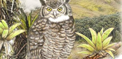 The Jalca horned owl (Bubo jalca). Image credit: López-Lanús et al.