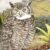 The Jalca horned owl (Bubo jalca). Image credit: López-Lanús et al.