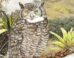 The Jalca horned owl (Bubo jalca). Image credit: López-Lanús et al.