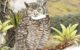 The Jalca horned owl (Bubo jalca). Image credit: López-Lanús et al.
