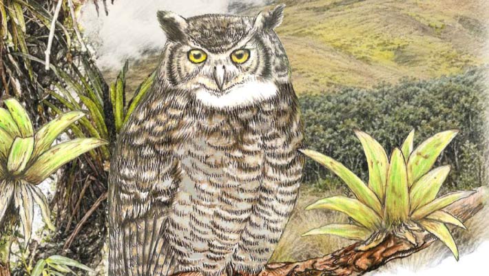 New Owl Species Discovered in Peru