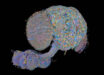 The wiring diagram of the central nervous system of an adult male fruit fly will help researchers better understand how the brain enables complex action, from sensory perception to behavior. Image credit: FlyEM Project Team, HHMI’s Janelia Research Campus / Cambridge Connectomics Group / Google Research / Philip Hubbard, HHMI Janelia Research Campus.