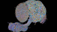 The wiring diagram of the central nervous system of an adult male fruit fly will help researchers better understand how the brain enables complex action, from sensory perception to behavior. Image credit: FlyEM Project Team, HHMI’s Janelia Research Campus / Cambridge Connectomics Group / Google Research / Philip Hubbard, HHMI Janelia Research Campus.