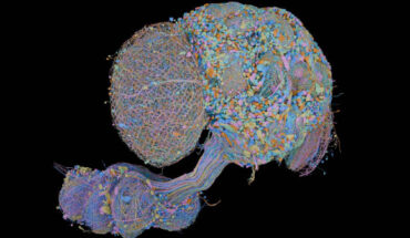 The wiring diagram of the central nervous system of an adult male fruit fly will help researchers better understand how the brain enables complex action, from sensory perception to behavior. Image credit: FlyEM Project Team, HHMI’s Janelia Research Campus / Cambridge Connectomics Group / Google Research / Philip Hubbard, HHMI Janelia Research Campus.