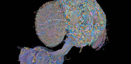 The wiring diagram of the central nervous system of an adult male fruit fly will help researchers better understand how the brain enables complex action, from sensory perception to behavior. Image credit: FlyEM Project Team, HHMI’s Janelia Research Campus / Cambridge Connectomics Group / Google Research / Philip Hubbard, HHMI Janelia Research Campus.