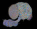The wiring diagram of the central nervous system of an adult male fruit fly will help researchers better understand how the brain enables complex action, from sensory perception to behavior. Image credit: FlyEM Project Team, HHMI’s Janelia Research Campus / Cambridge Connectomics Group / Google Research / Philip Hubbard, HHMI Janelia Research Campus.