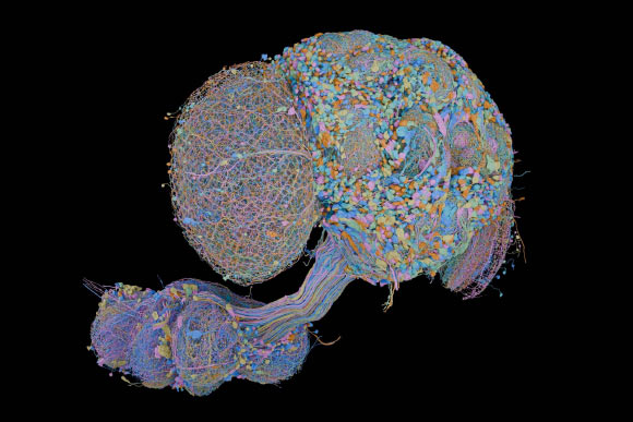 The wiring diagram of the central nervous system of an adult male fruit fly will help researchers better understand how the brain enables complex action, from sensory perception to behavior. Image credit: FlyEM Project Team, HHMI’s Janelia Research Campus / Cambridge Connectomics Group / Google Research / Philip Hubbard, HHMI Janelia Research Campus.