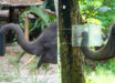 Experiment setup: (A) an elephant enters the ‘over’ opening to gain access to food in a familiarization trial; (B) an elephant enters the ‘under’ opening to gain access to food (apple) in a test trial. Image credit: Sangpa Dittakul.