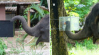 Experiment setup: (A) an elephant enters the ‘over’ opening to gain access to food in a familiarization trial; (B) an elephant enters the ‘under’ opening to gain access to food (apple) in a test trial. Image credit: Sangpa Dittakul.