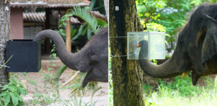 Experiment setup: (A) an elephant enters the ‘over’ opening to gain access to food in a familiarization trial; (B) an elephant enters the ‘under’ opening to gain access to food (apple) in a test trial. Image credit: Sangpa Dittakul.