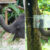 Experiment setup: (A) an elephant enters the ‘over’ opening to gain access to food in a familiarization trial; (B) an elephant enters the ‘under’ opening to gain access to food (apple) in a test trial. Image credit: Sangpa Dittakul.