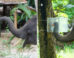 Experiment setup: (A) an elephant enters the ‘over’ opening to gain access to food in a familiarization trial; (B) an elephant enters the ‘under’ opening to gain access to food (apple) in a test trial. Image credit: Sangpa Dittakul.