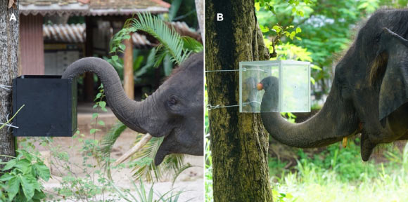 Experiment setup: (A) an elephant enters the ‘over’ opening to gain access to food in a familiarization trial; (B) an elephant enters the ‘under’ opening to gain access to food (apple) in a test trial. Image credit: Sangpa Dittakul.