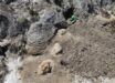 The Tyrannosaurus rex trackway in the Hell Creek Formation in North Dakota, the United States. Image credit: Kent Hups.