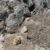 The Tyrannosaurus rex trackway in the Hell Creek Formation in North Dakota, the United States. Image credit: Kent Hups.