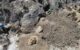 The Tyrannosaurus rex trackway in the Hell Creek Formation in North Dakota, the United States. Image credit: Kent Hups.