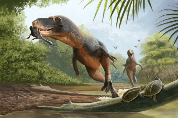 While some dinosaurs are thought to have had ‘fuzzy’ or ‘downy’ feathers (shown in this illustration as the yellow spikes on a Nanotyrannus’ neck), ancient birds (such as the one in the Nanotyrannus’ mouth) were more likely to have had feathers that look similar to the birds of today. Image credit: Andrey Atuchin.