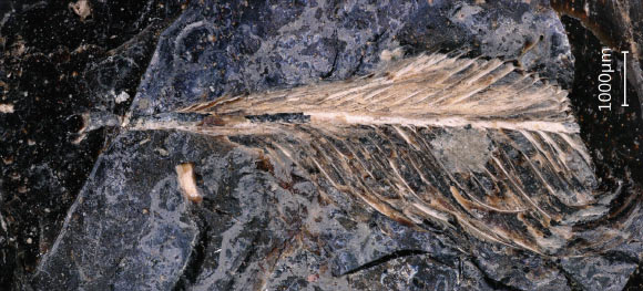 The fossilized feather of a hesperornithiform bird exposed on the surface of the 66-million-year-old coprolite. Image credit: O’Connor et al., doi: 10.1016/j.cub.2026.08.054.