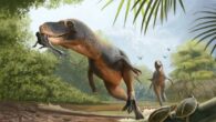While some dinosaurs are thought to have had ‘fuzzy’ or ‘downy’ feathers (shown in this illustration as the yellow spikes on a Nanotyrannus’ neck), ancient birds (such as the one in the Nanotyrannus’ mouth) were more likely to have had feathers that look similar to the birds of today. Image credit: Andrey Atuchin.