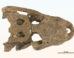 The skull of Mandrasuchus milleri, a species of alligatorid that lived nearly 65.4 million years ago in what is now Colorado, the United States. Image credit: Lessner et al., doi: 10.1080/02724634.2026.2712566.