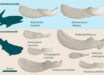 Devonian placoderm inferognathal jaw bones used display ranging size and morphology reflecting their evolutionary and ecological diversity. Image credit: Mitchell et al., doi: 10.1038/s41598-026-57261-3.