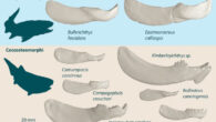 Devonian placoderm inferognathal jaw bones used display ranging size and morphology reflecting their evolutionary and ecological diversity. Image credit: Mitchell et al., doi: 10.1038/s41598-026-57261-3.