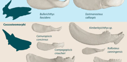 Devonian placoderm inferognathal jaw bones used display ranging size and morphology reflecting their evolutionary and ecological diversity. Image credit: Mitchell et al., doi: 10.1038/s41598-026-57261-3.