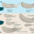 Devonian placoderm inferognathal jaw bones used display ranging size and morphology reflecting their evolutionary and ecological diversity. Image credit: Mitchell et al., doi: 10.1038/s41598-026-57261-3.