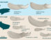 Devonian placoderm inferognathal jaw bones used display ranging size and morphology reflecting their evolutionary and ecological diversity. Image credit: Mitchell et al., doi: 10.1038/s41598-026-57261-3.